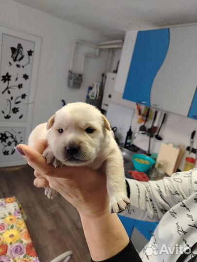 Щенок в добрые руки бесплатно