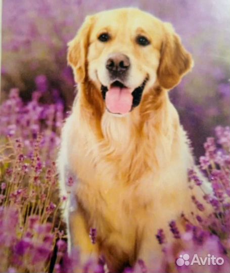 Алмазная мозаика на подрамнике Ретривер