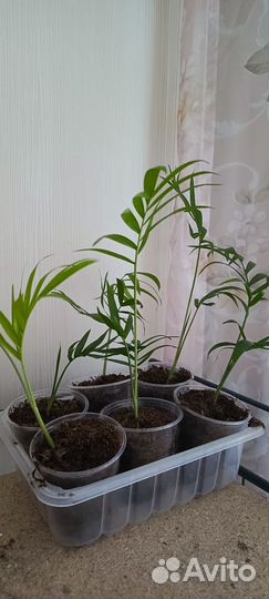 Хамедорея элеганс