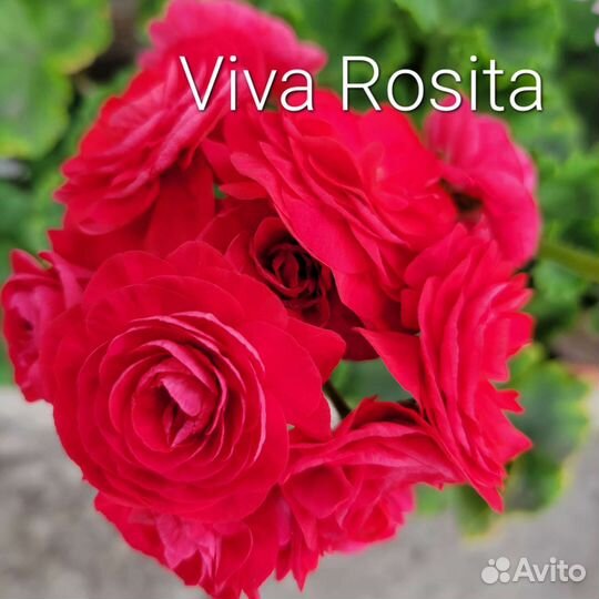 Пеларгония герань