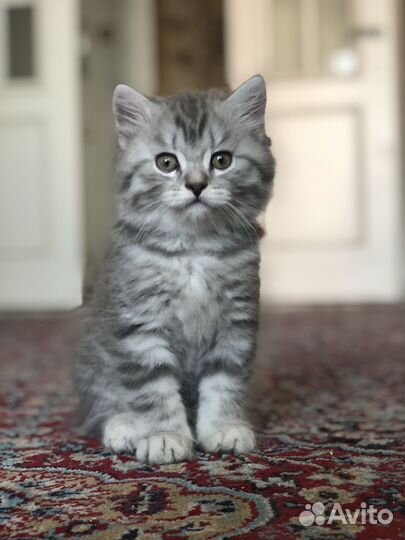 Шотландская длиношестная кошка