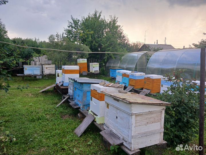 Своя пасека в славном Урале