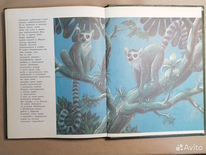 Замечательные звери Старикович С.Ф