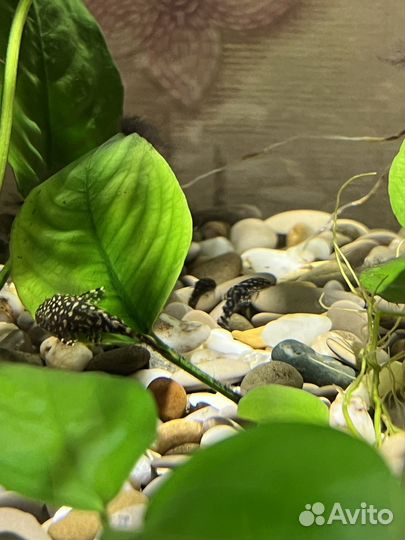 Сомики анциструсы