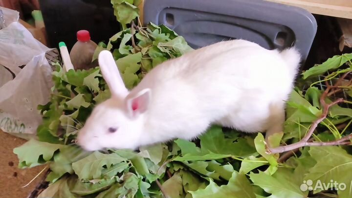 Декоративный кролик