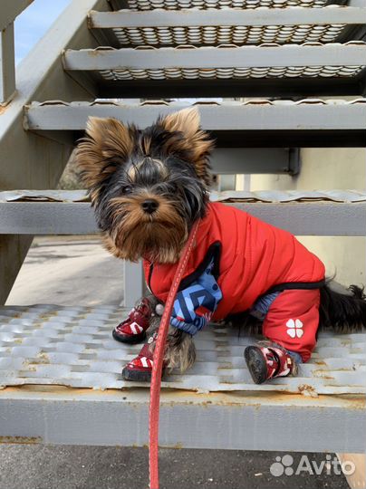 Комбинезон для собак одежда