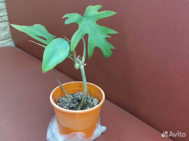 Филодендрон Майо (лучистый)