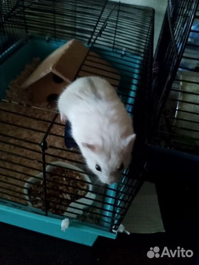 Джунгарский хомяк