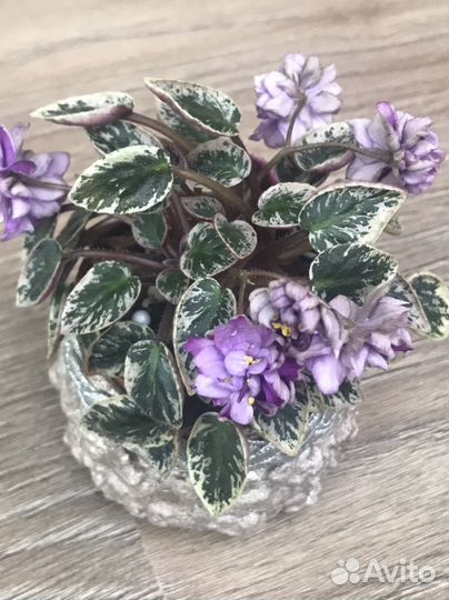 Сенполия трейлерная