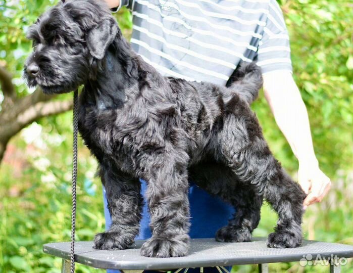 Собаки, щенки Русского черного терьера