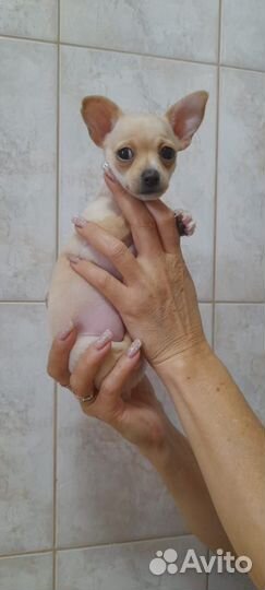 Той-терьер девочка