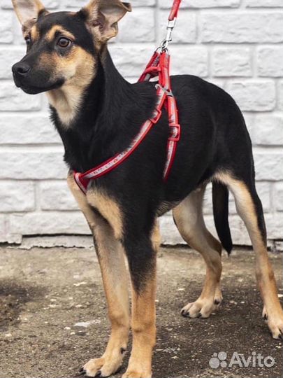 Собака в семью