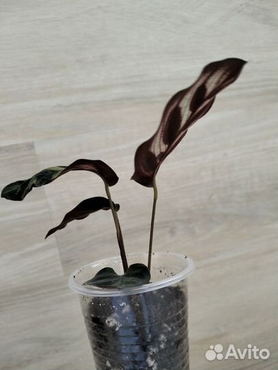 Калатея макоя