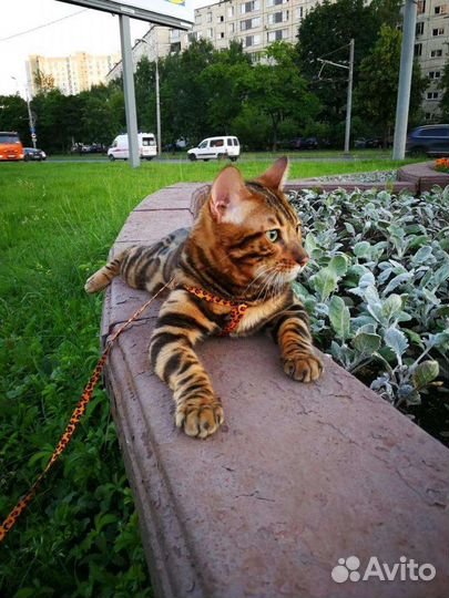 Бенгальский кот (Вязка)