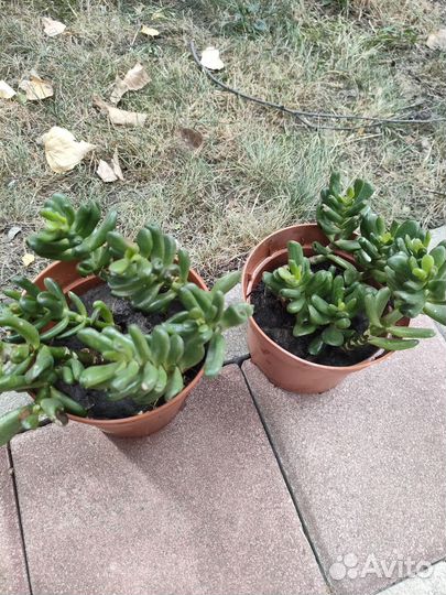 Крассула хоббит