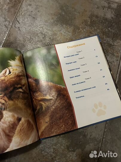 Первое знакомство Львы