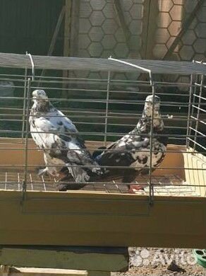 Продажа голубей