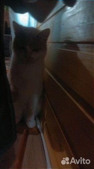Кошка в дар бесплатно