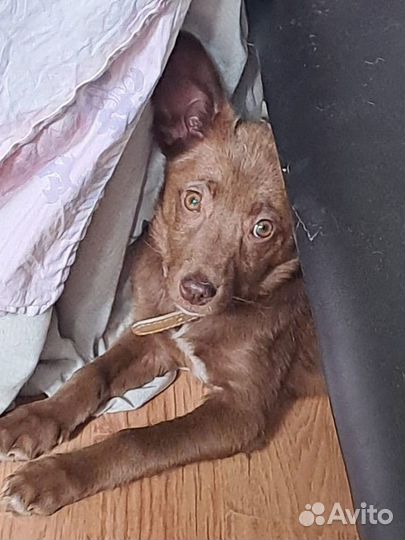 Боня в добрые руки