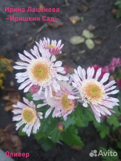 Хризантема корейская (маточники)