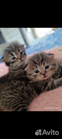 Шотландские вислоухие котята и прямоухие