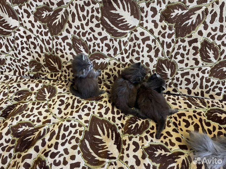 Котята 1 мес