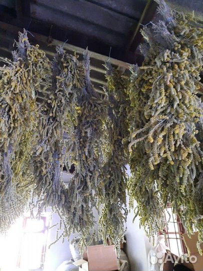 Железница Крымская (лимонник, чабан-чай)