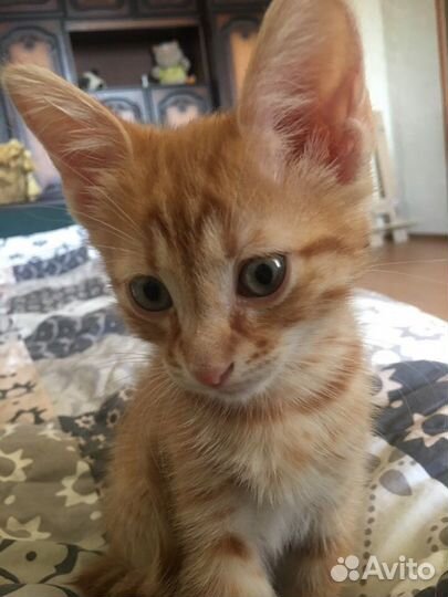 Рыжий котик