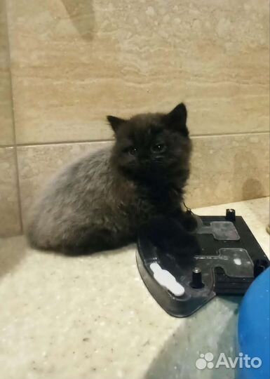 Продаётся кошечка.пушистая.красивая