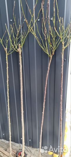 Роза на штамбе