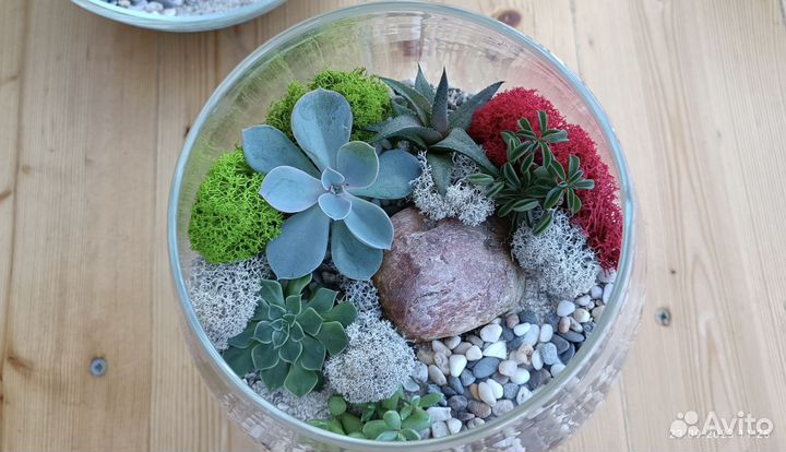 Флорариум суккуленты