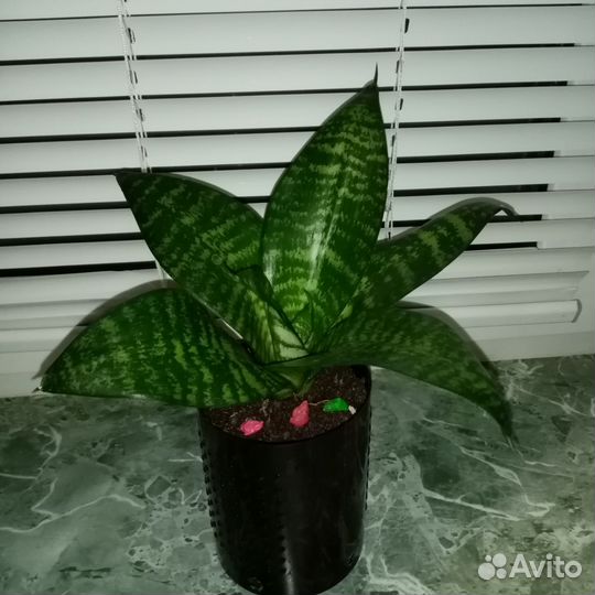 Сансевиерия