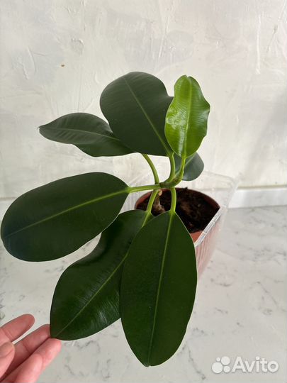 Фикус эластика