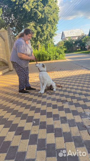 Щенки сао