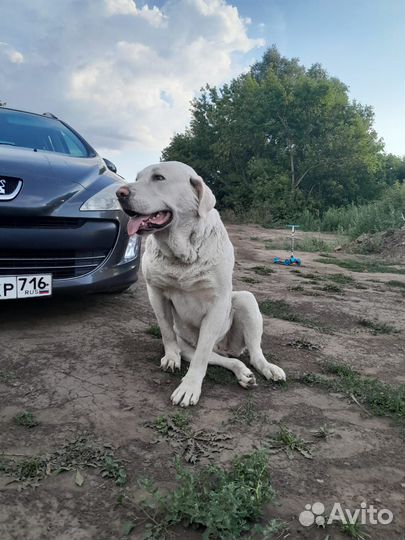 Лабрадор девочка в хорошие руки