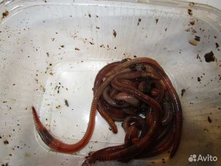 Черви дедробена для рыбалки