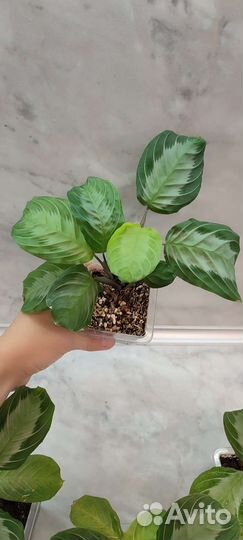 Маранта Эмерал Бьюти