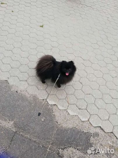Шпиц вязка