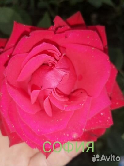 Саженцы роз