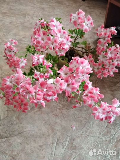 Пеларгония герань