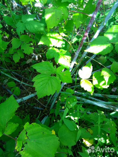 Ежемалина саженец