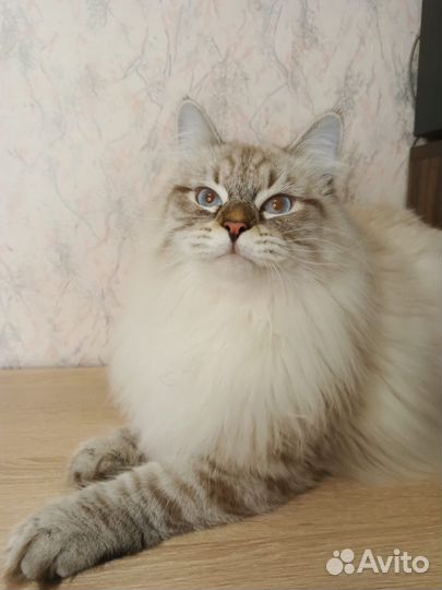 Невский котик