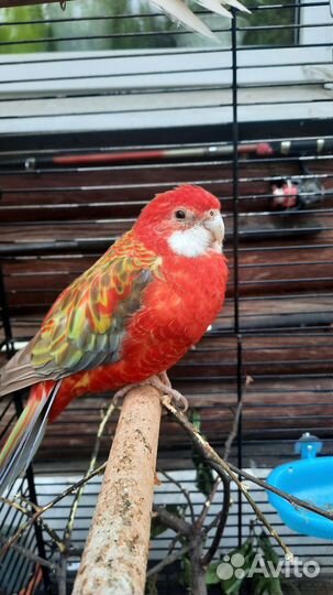 Попугай розелла