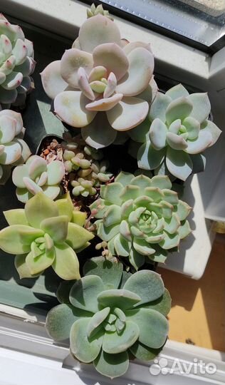 Сеты, наборы суккуленты