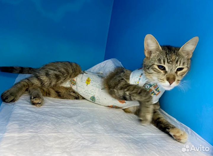 Кошка в дар бесплатно серая