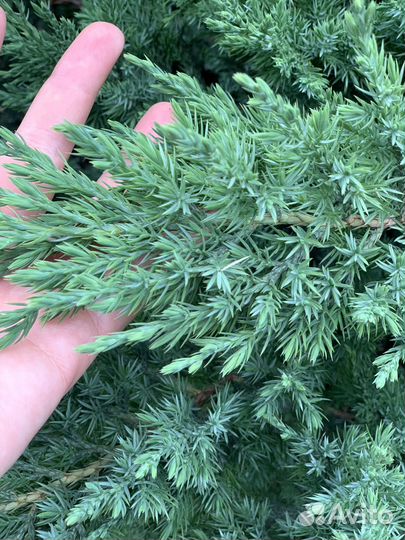 Можевельник