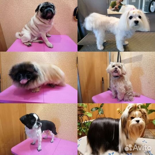 Грумер, стрижка собак, кошек