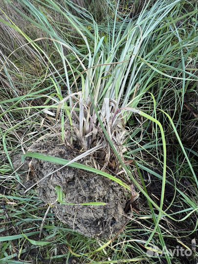 Саженцы декоративных растений Юга(кортадерия)