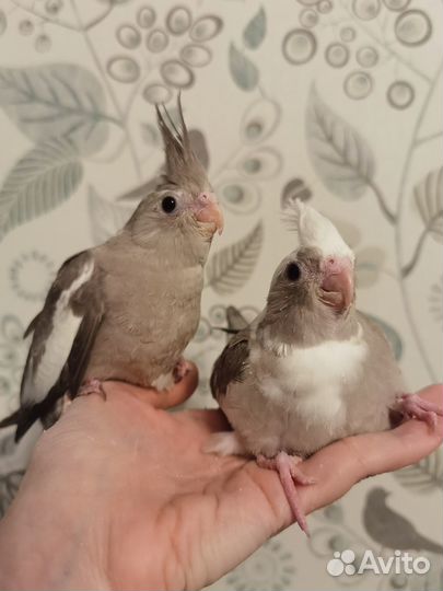 Бесщекие птенцы кореллы выкормыши