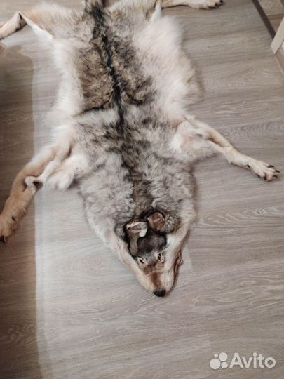 Шкура северного волка - Оригинал большой размер